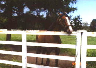 �_�C�i�K���o�[