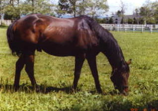 ���}�j���[�t�@�[