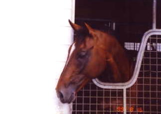 ���W�����C�A��