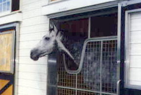 �e�B�b�J�l��