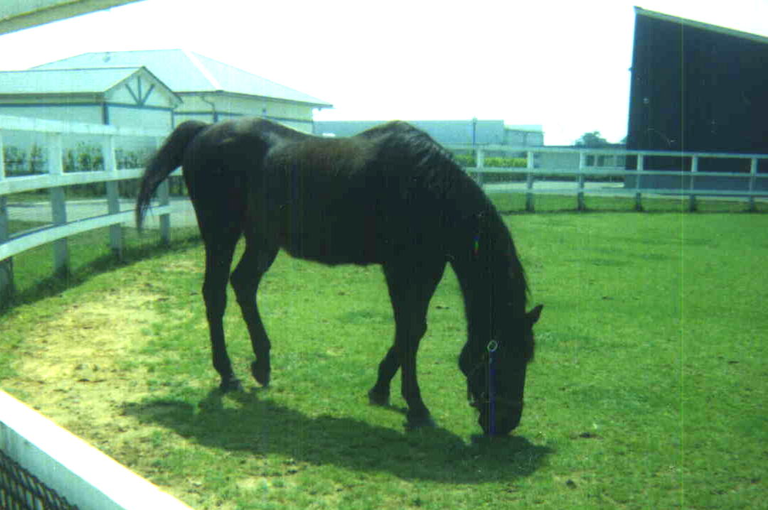 �J�u�����I�[