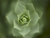 ���m��p�p�����̊ف@�Q�n�@�肢�@�l�����k�@���Y�ݑ��k�@�^���b�g�@�l�������@�q�v�m�Z���s�[