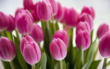 東洋占術パメラの館 群馬 占い 人生相談 お悩み相談 タロット 四柱推命 ヒプノセラピー