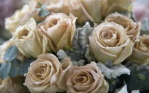 ���m��p�p�����̊ف@�Q�n�@�肢�@�l�����k�@���Y�ݑ��k�@�^���b�g�@�l�������@�q�v�m�Z���s�[