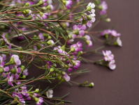 ���m��p�p�����̊ف@�Q�n�@�肢�@�l�����k�@���Y�ݑ��k�@�^���b�g�@�l�������@�q�v�m�Z���s�[