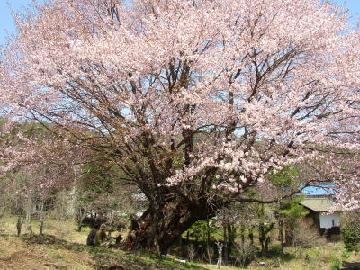 天王桜画像