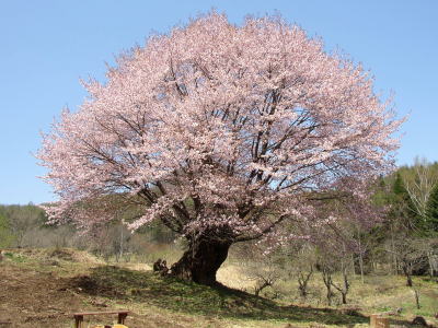 天王桜画像２